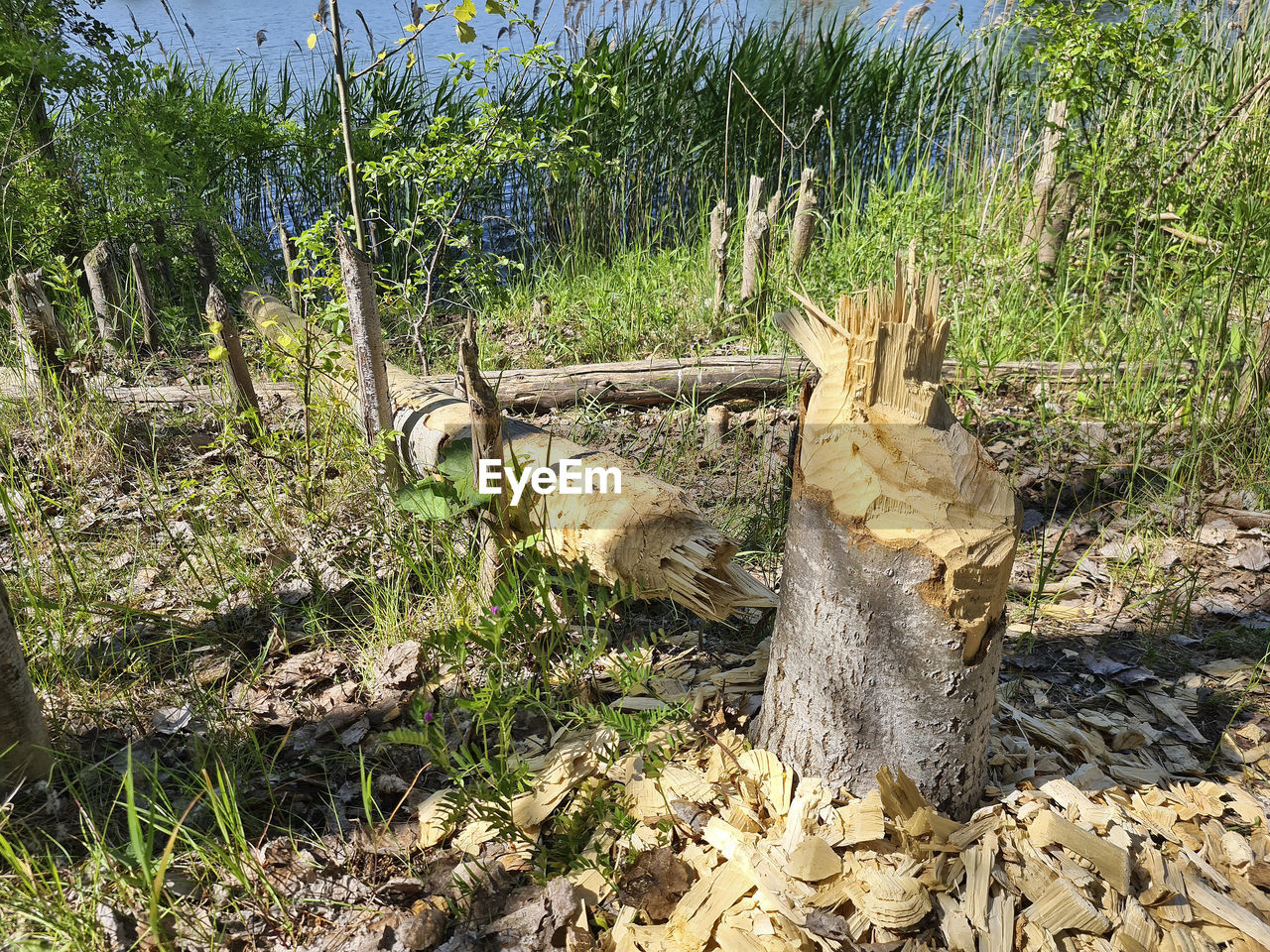 high angle view of an animal on field