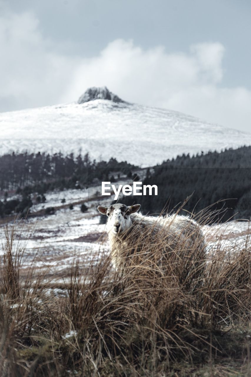 Scenic view of landscape against sky during winter