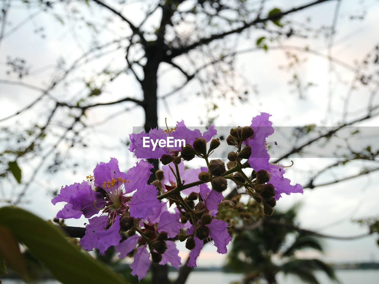 LOW ANGLE VIEW OF PINK FLOWERS ON TREE