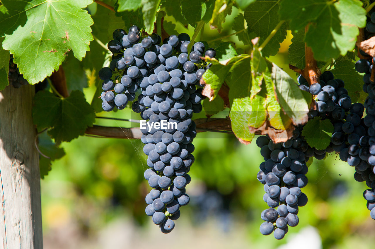 GRAPES GROWING IN VINEYARD