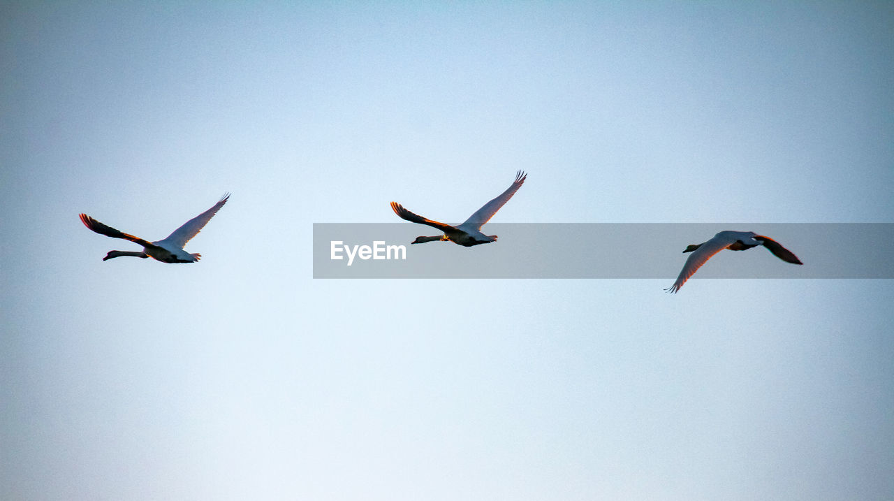 LOW ANGLE VIEW OF BIRDS AGAINST CLEAR SKY