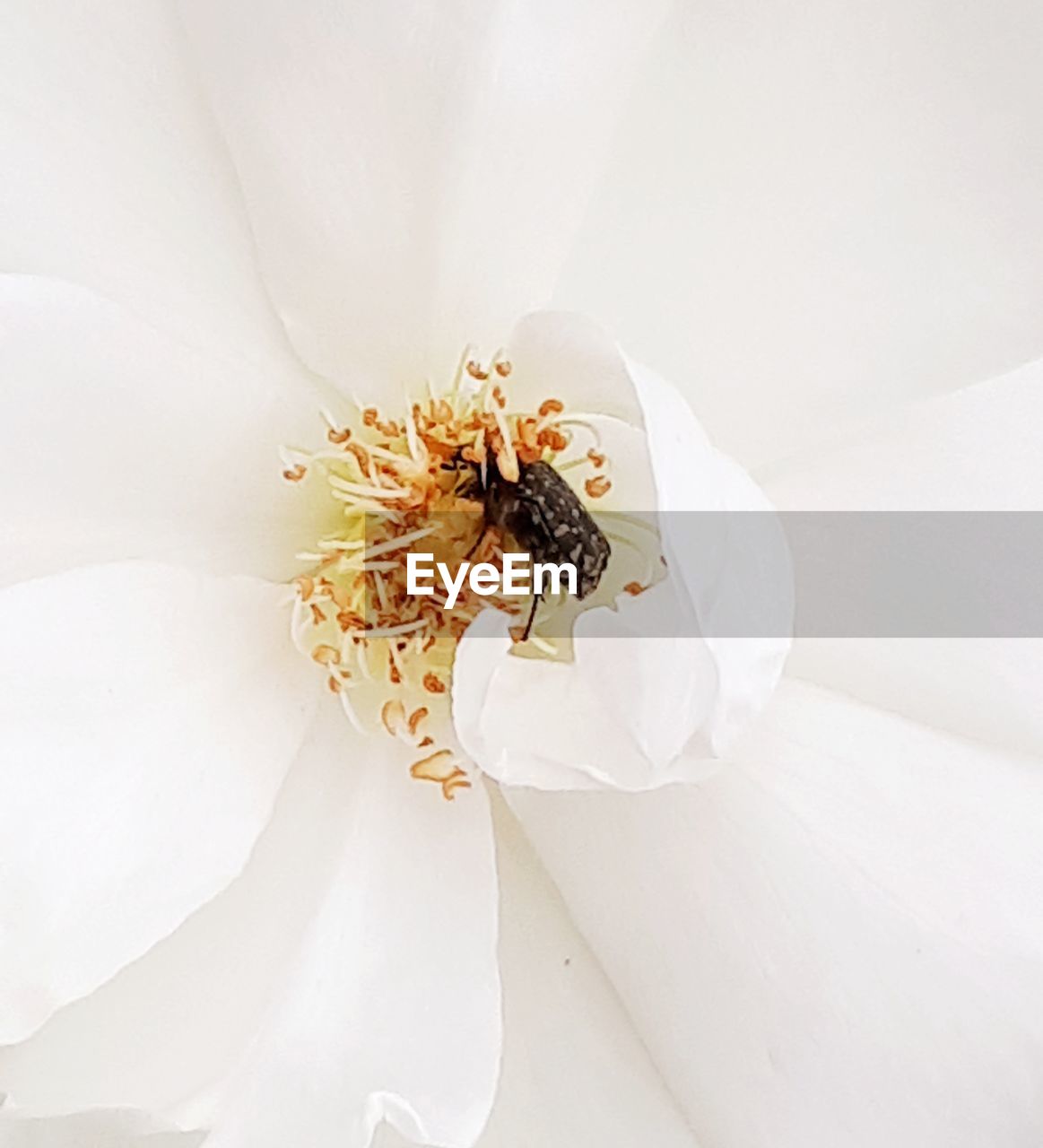 CLOSE-UP OF INSECT ON WHITE FLOWERING