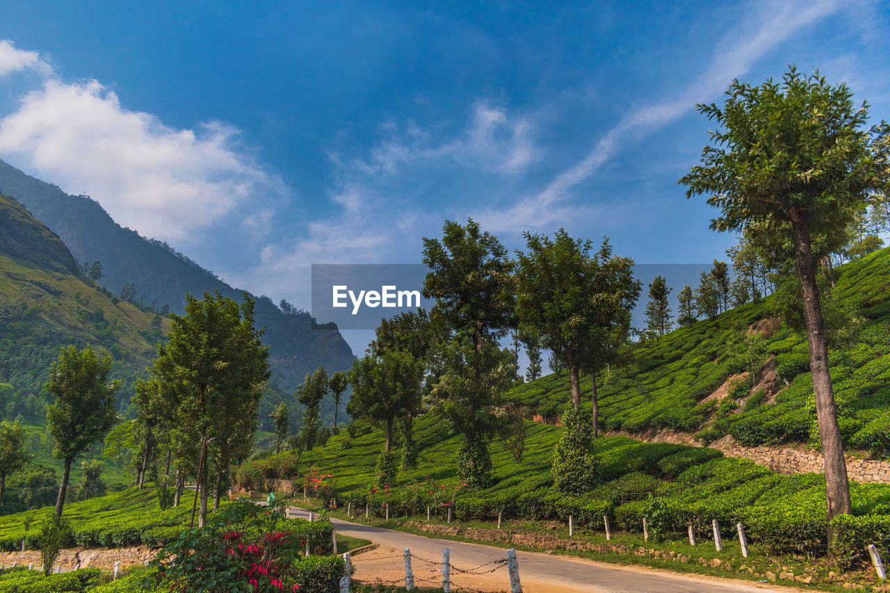 Scenic view of trees and mountains against sky