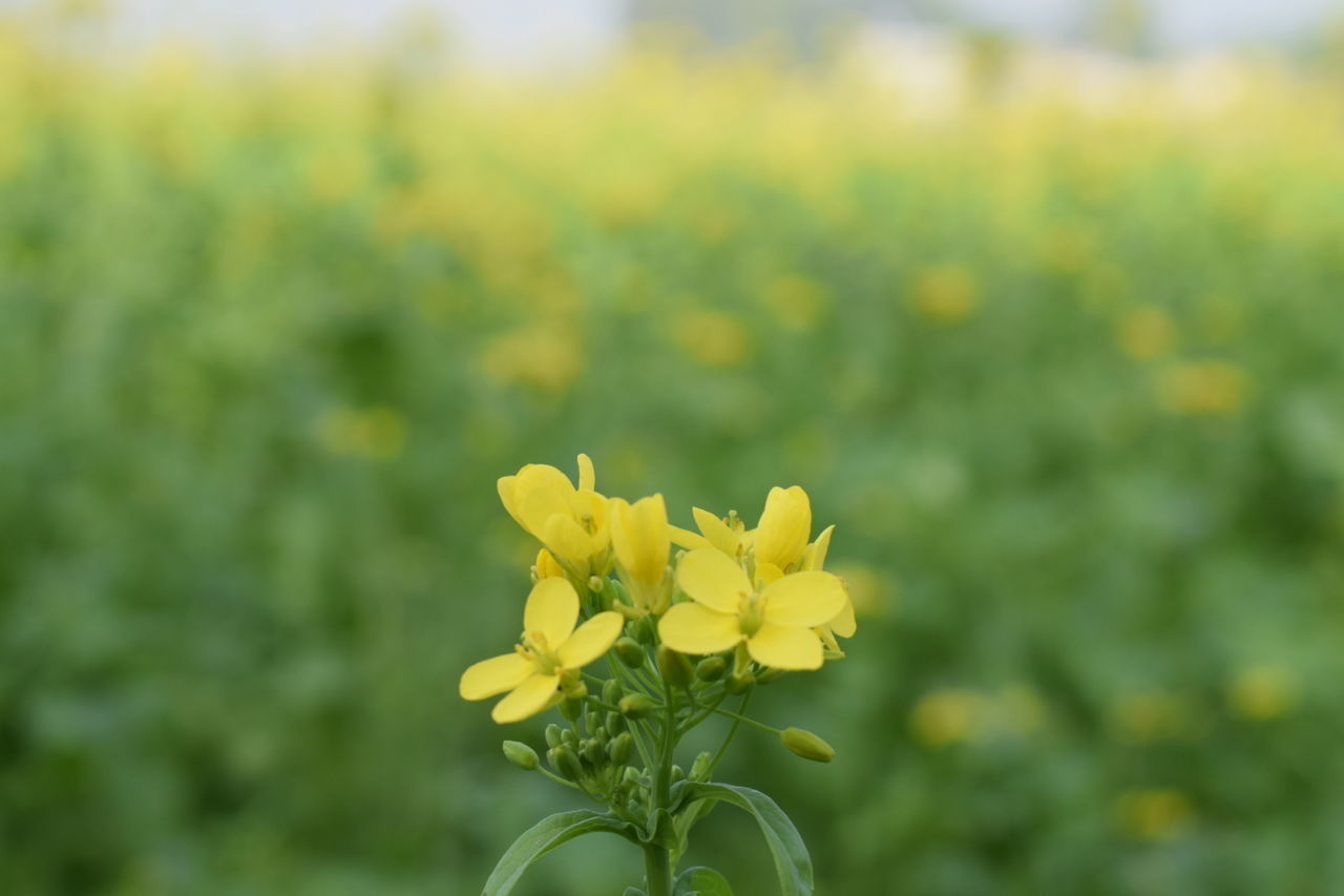 CLOSE-UP OF YELLOW FLOWER