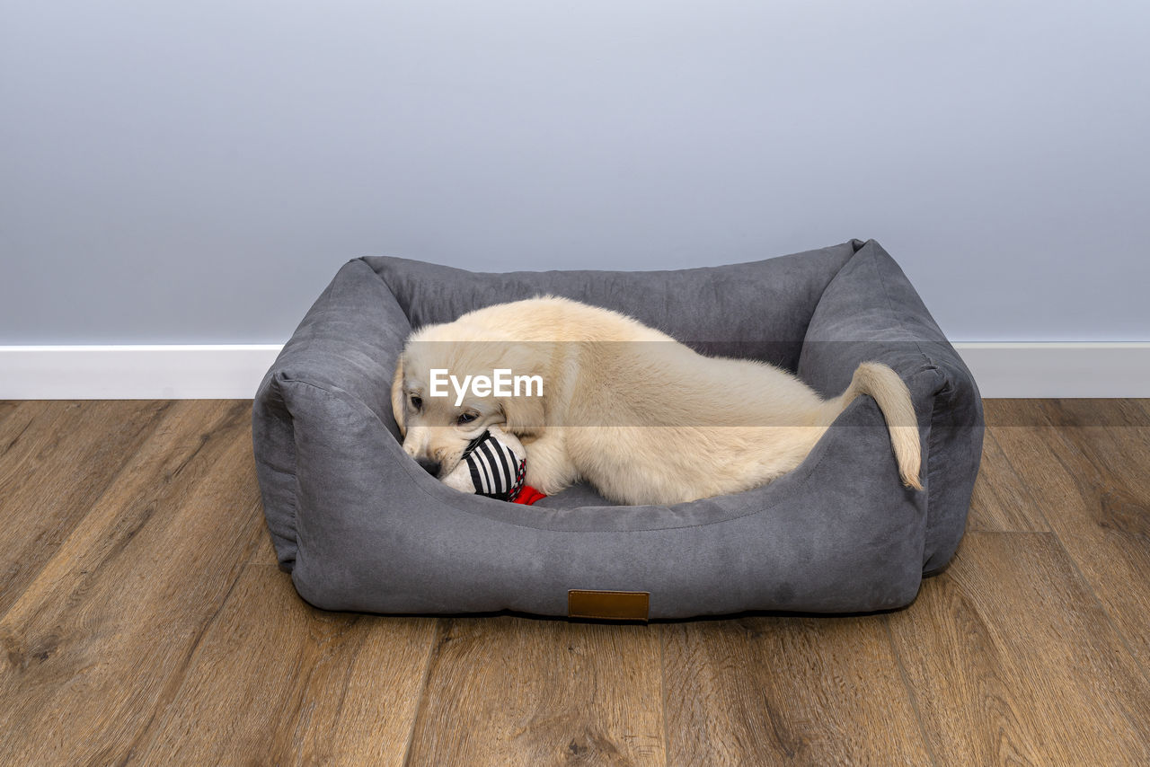 Male golden retriever puppy playing in a playpen with a rag ball on modern vinyl panels in the room