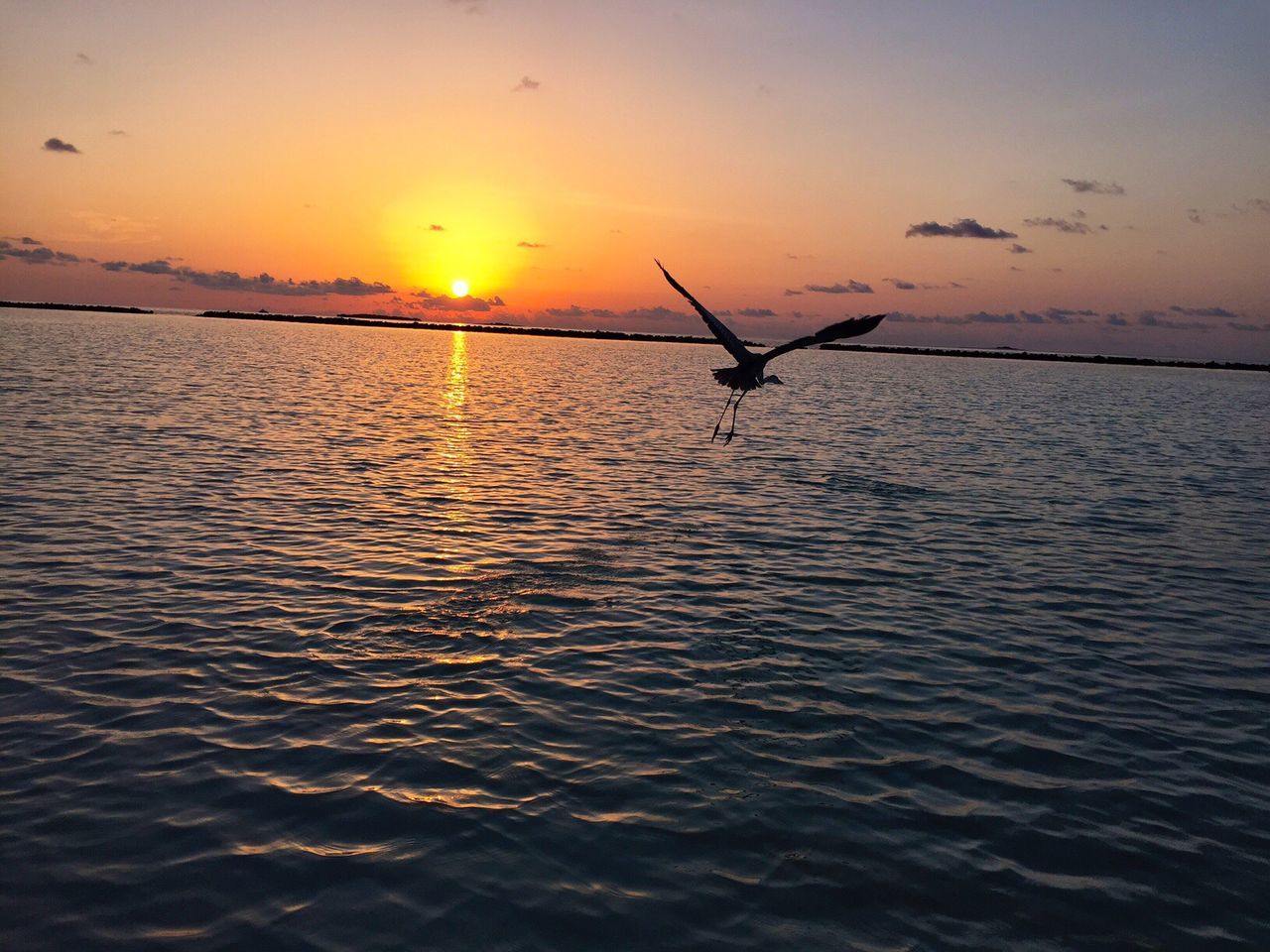 sunset, water, sea, nature, beauty in nature, scenics, silhouette, tranquil scene, sun, orange color, sky, tranquility, outdoors, reflection, one animal, flying, waterfront, mid-air, animal themes, horizon over water, no people, spread wings, bird, day