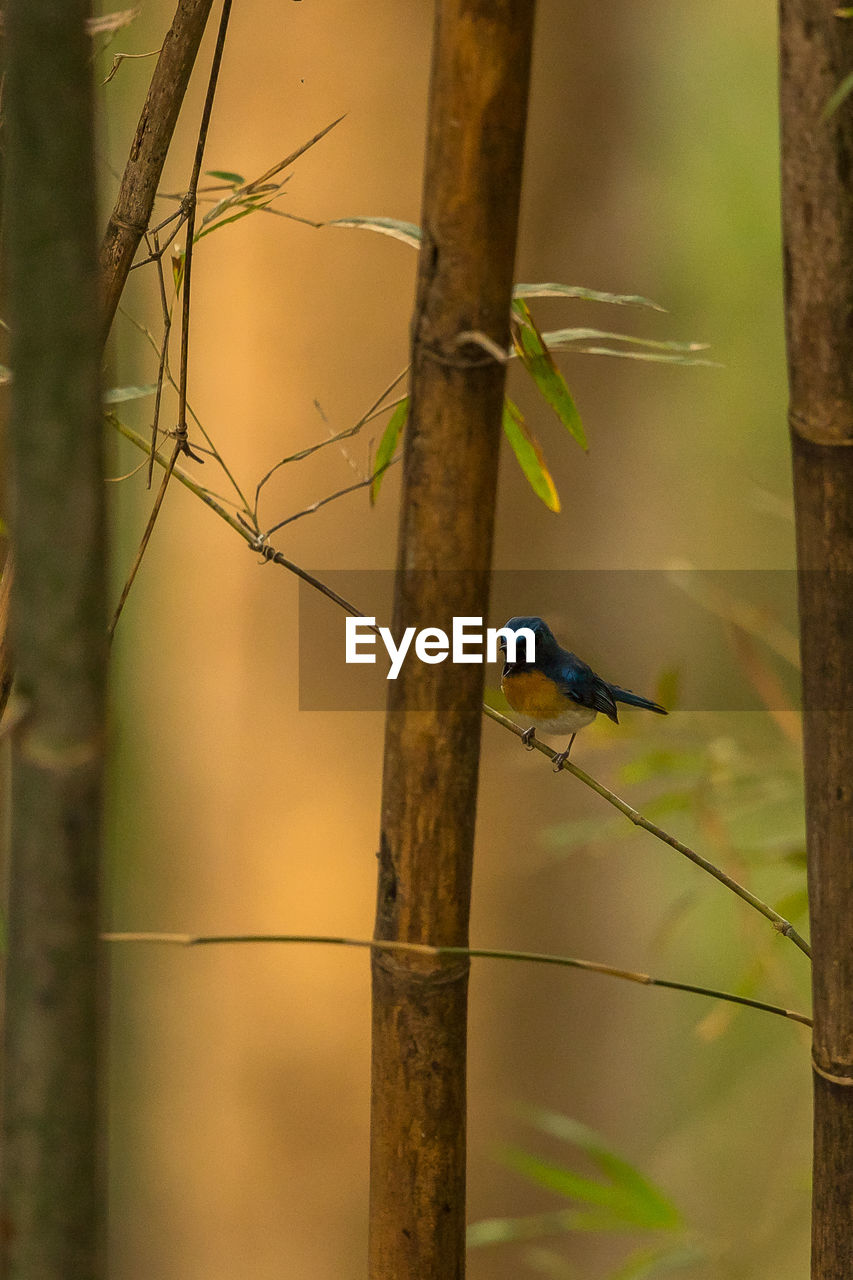 BIRD PERCHING ON A PLANT