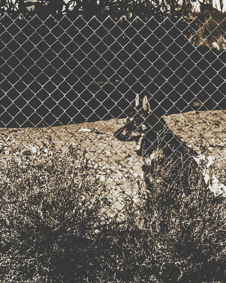 CLOSE-UP OF CHAINLINK FENCE