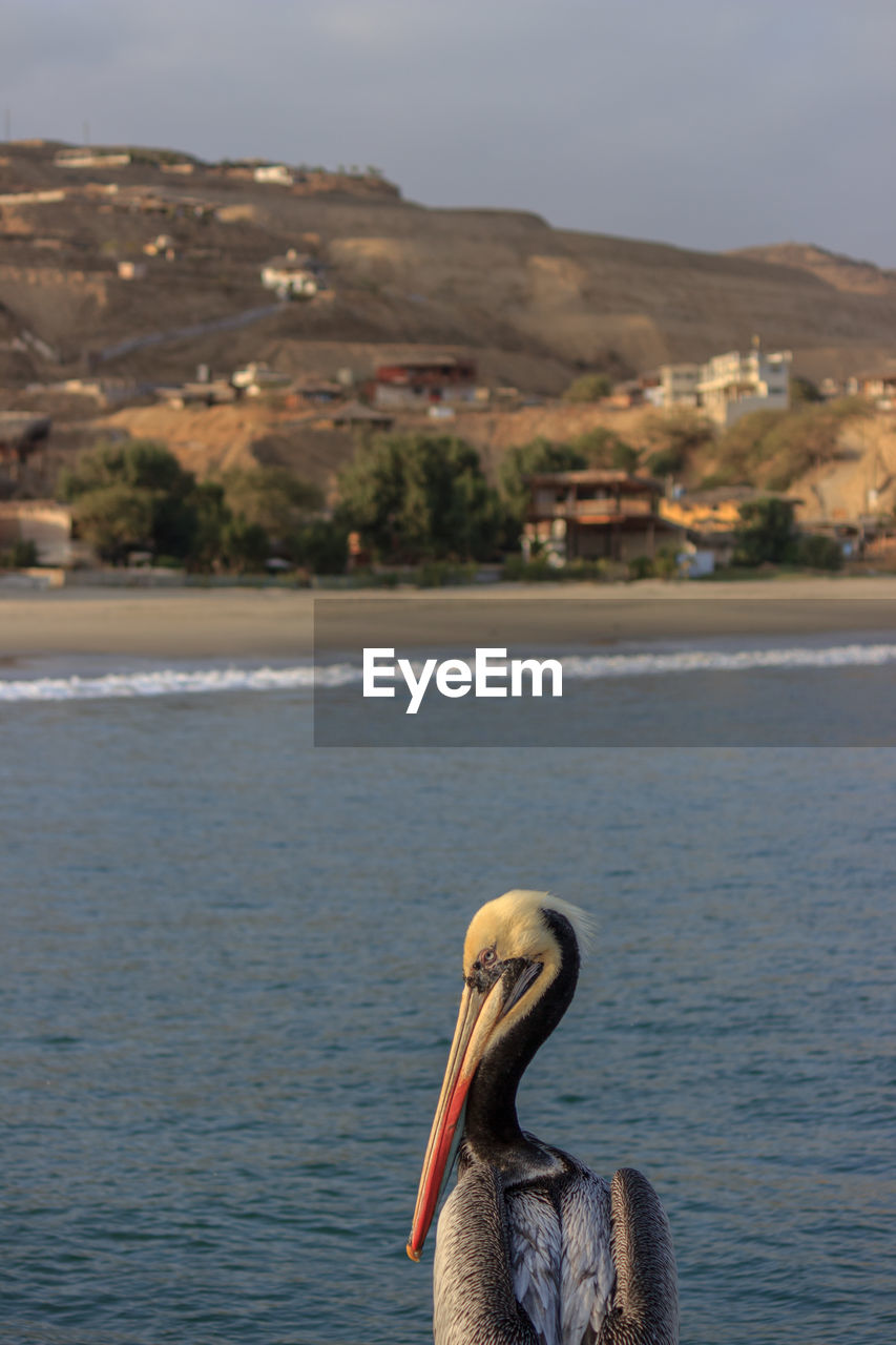 CLOSE-UP OF BIRD IN LAKE