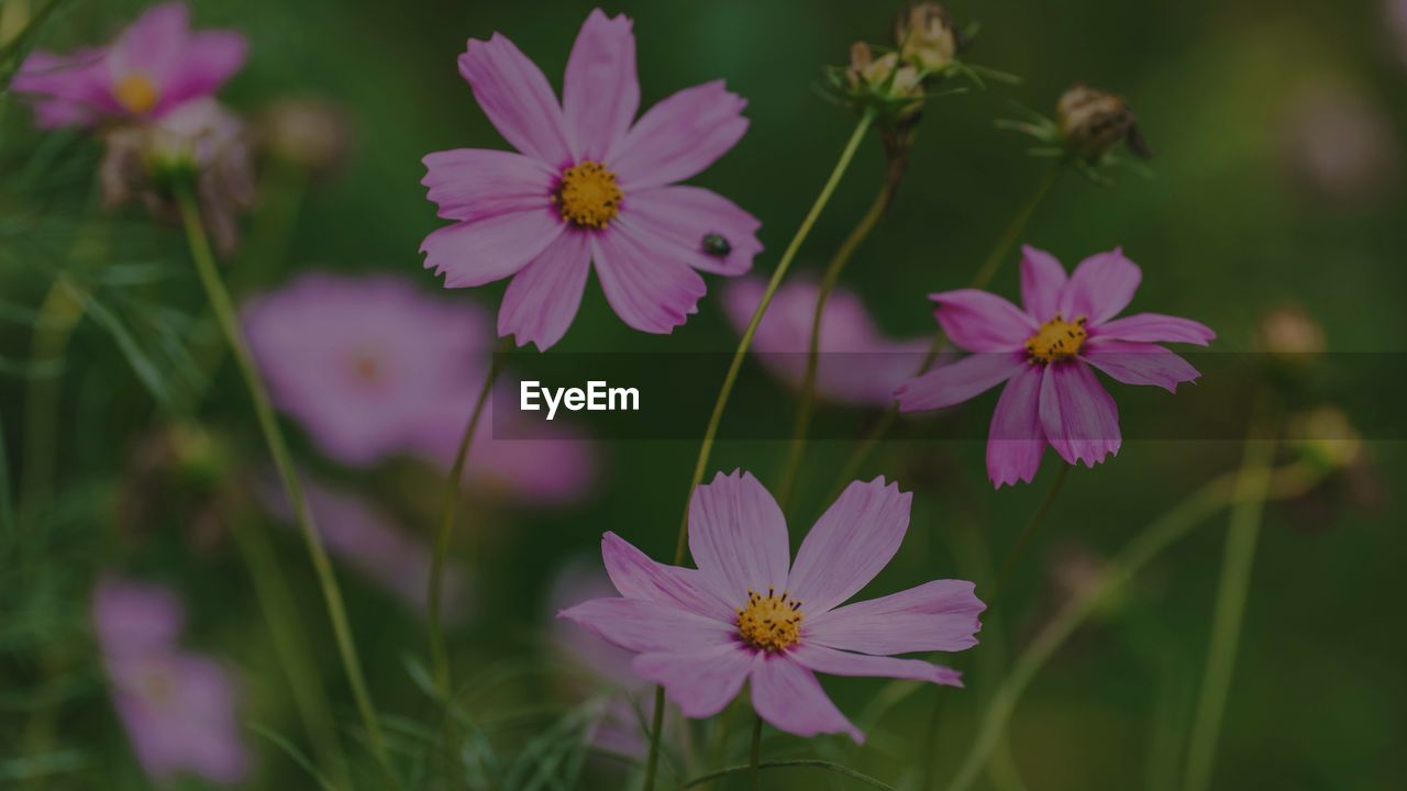 CLOSE-UP OF PINK FLOWERING PLANTS