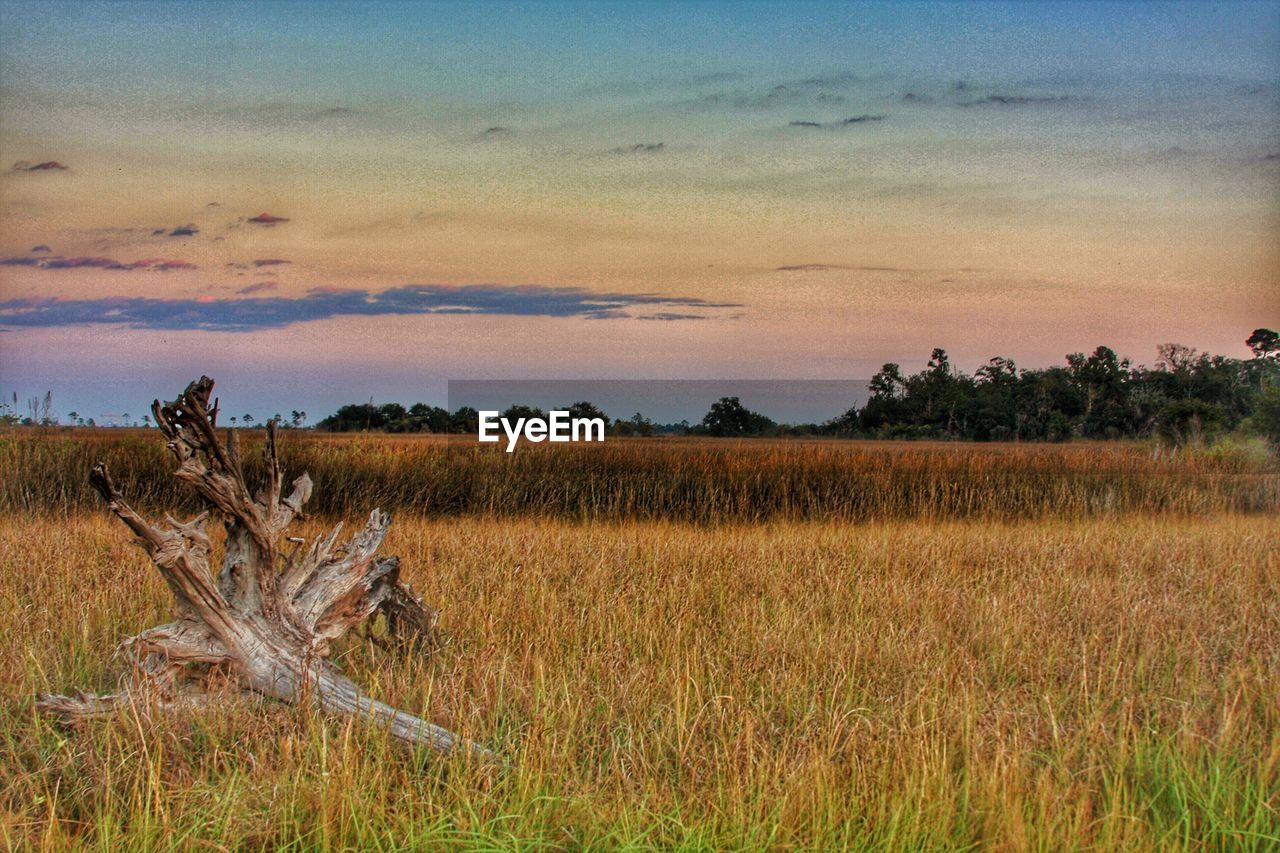 SCENIC VIEW OF FARM AGAINST SKY