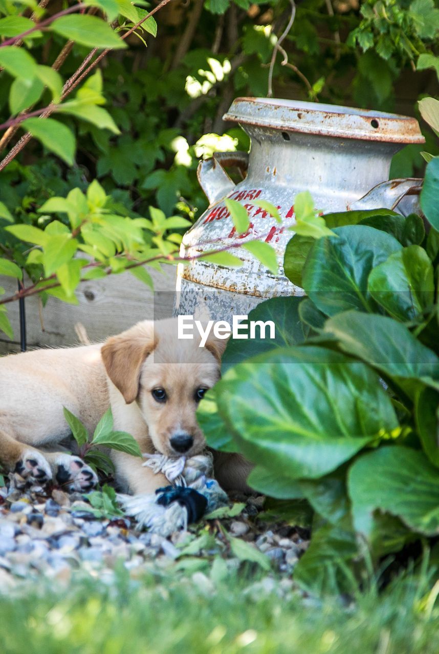 Puppy sitting amidst plants