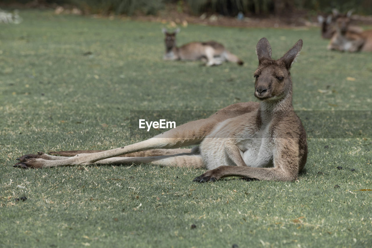 Wallaby resting on field