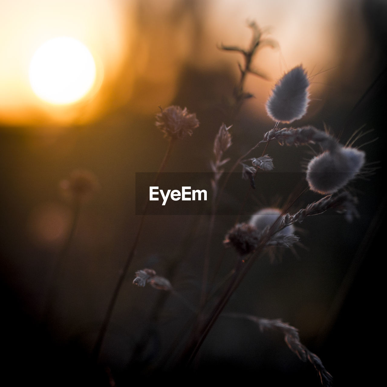 CLOSE-UP OF FLOWERS AGAINST SKY AT SUNSET