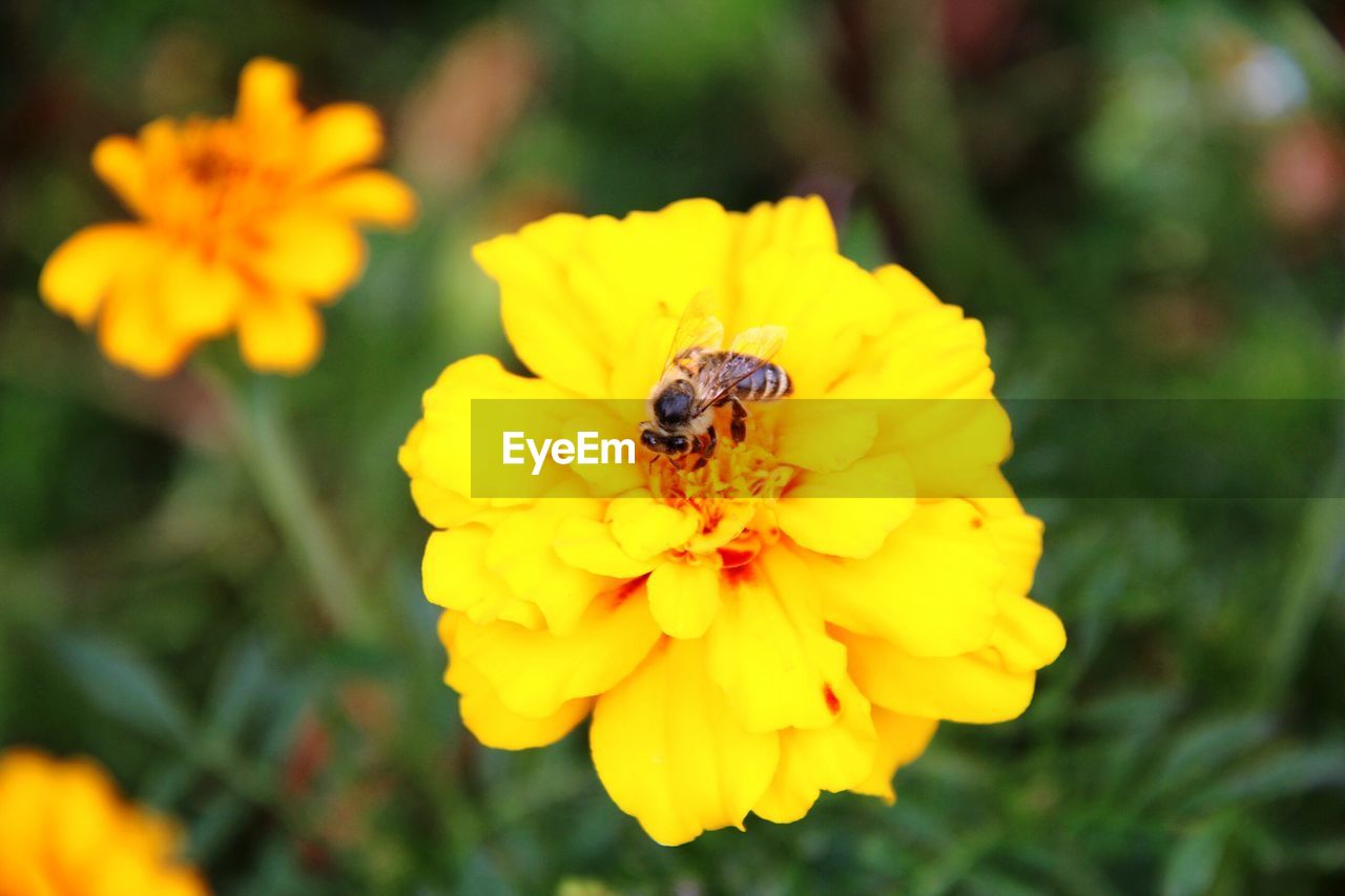 CLOSE-UP OF BEE POLLINATING YELLOW FLOWER