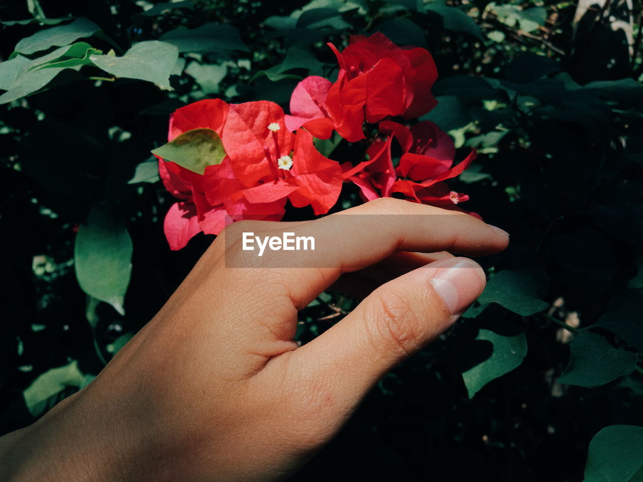 Cropped hand touching flowers