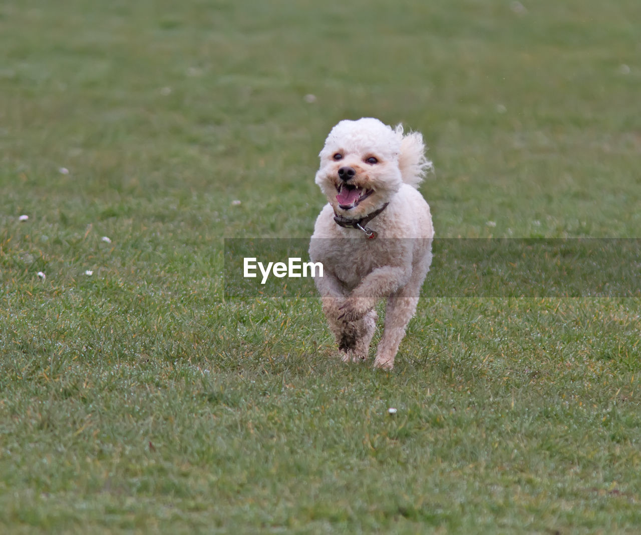 Dog running on grass