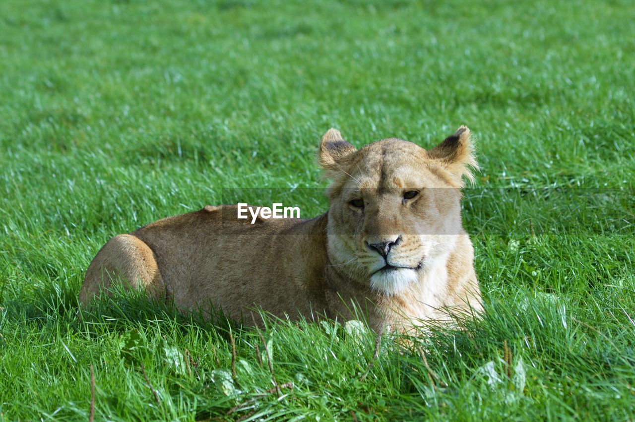 Lion relaxing on grass