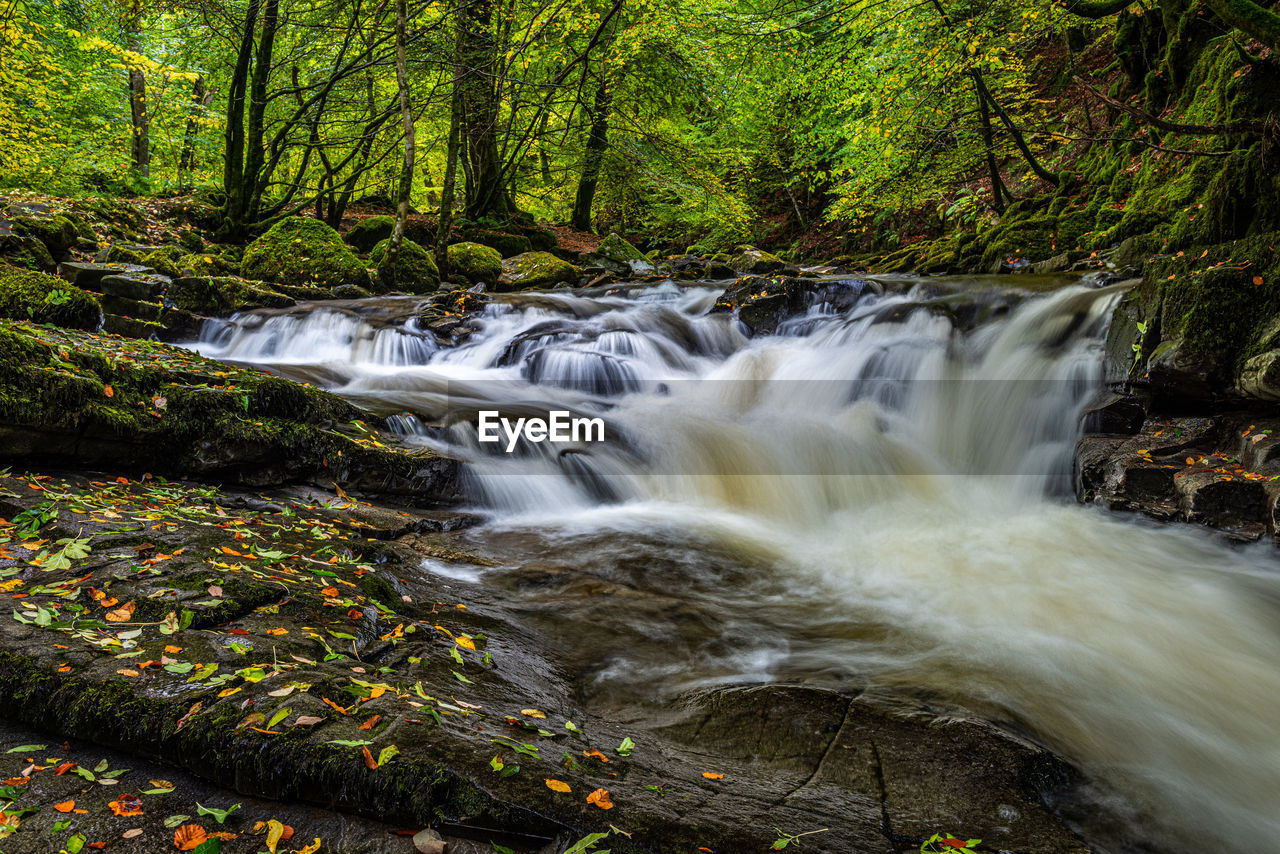 WATERFALL IN FOREST