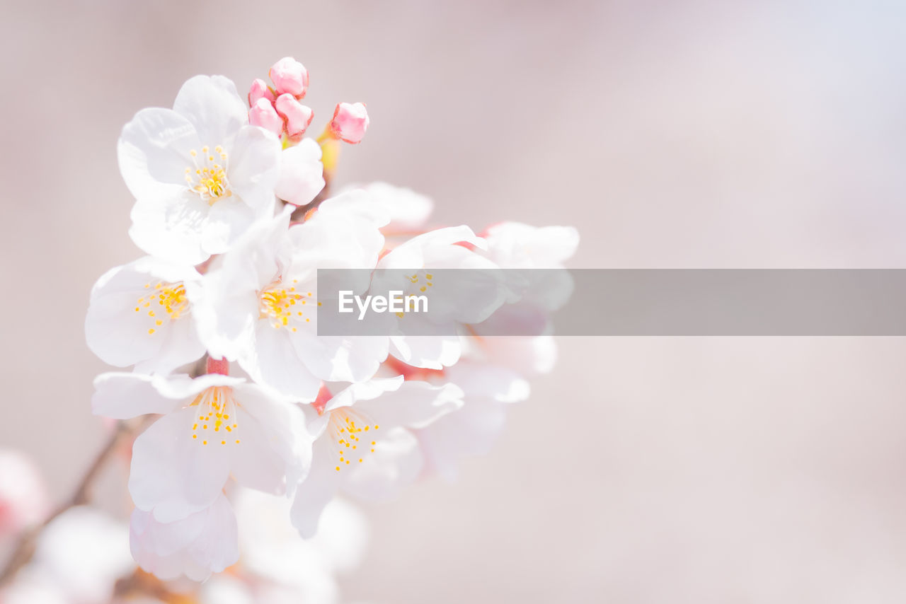 CLOSE-UP OF PINK CHERRY BLOSSOM