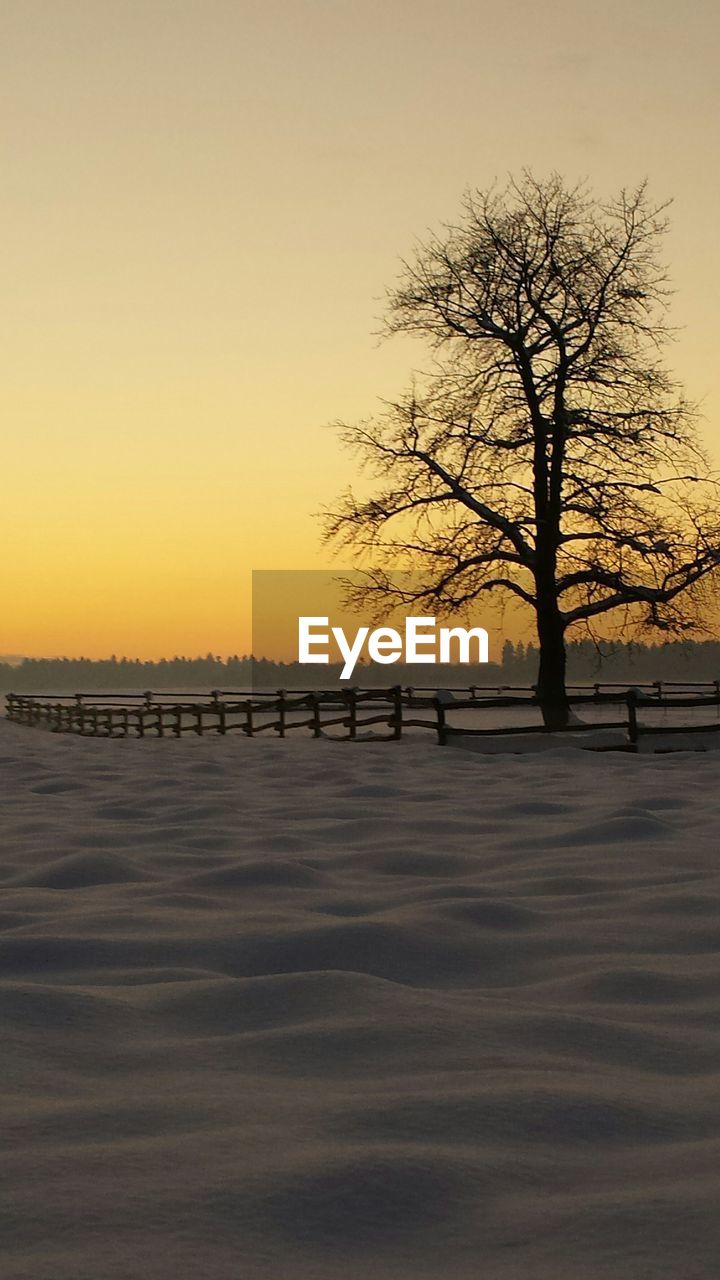 BARE TREES ON LANDSCAPE AT SUNSET