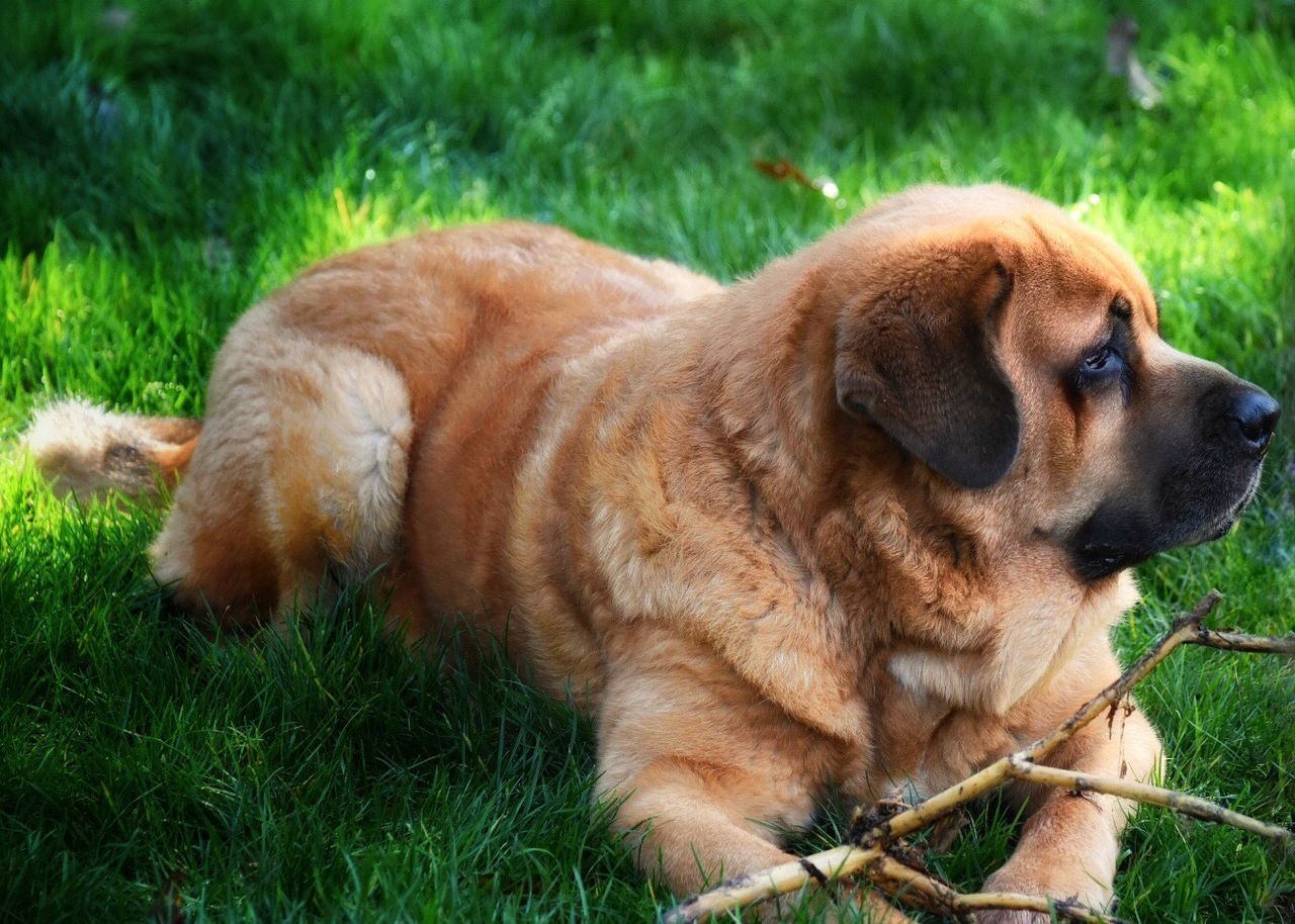 DOG ON GRASS