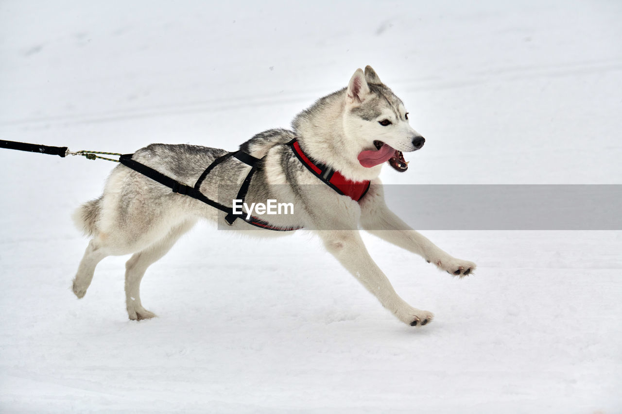 Running husky dog on sled dog racing. winter dog sport sled team competition. siberian husky dog