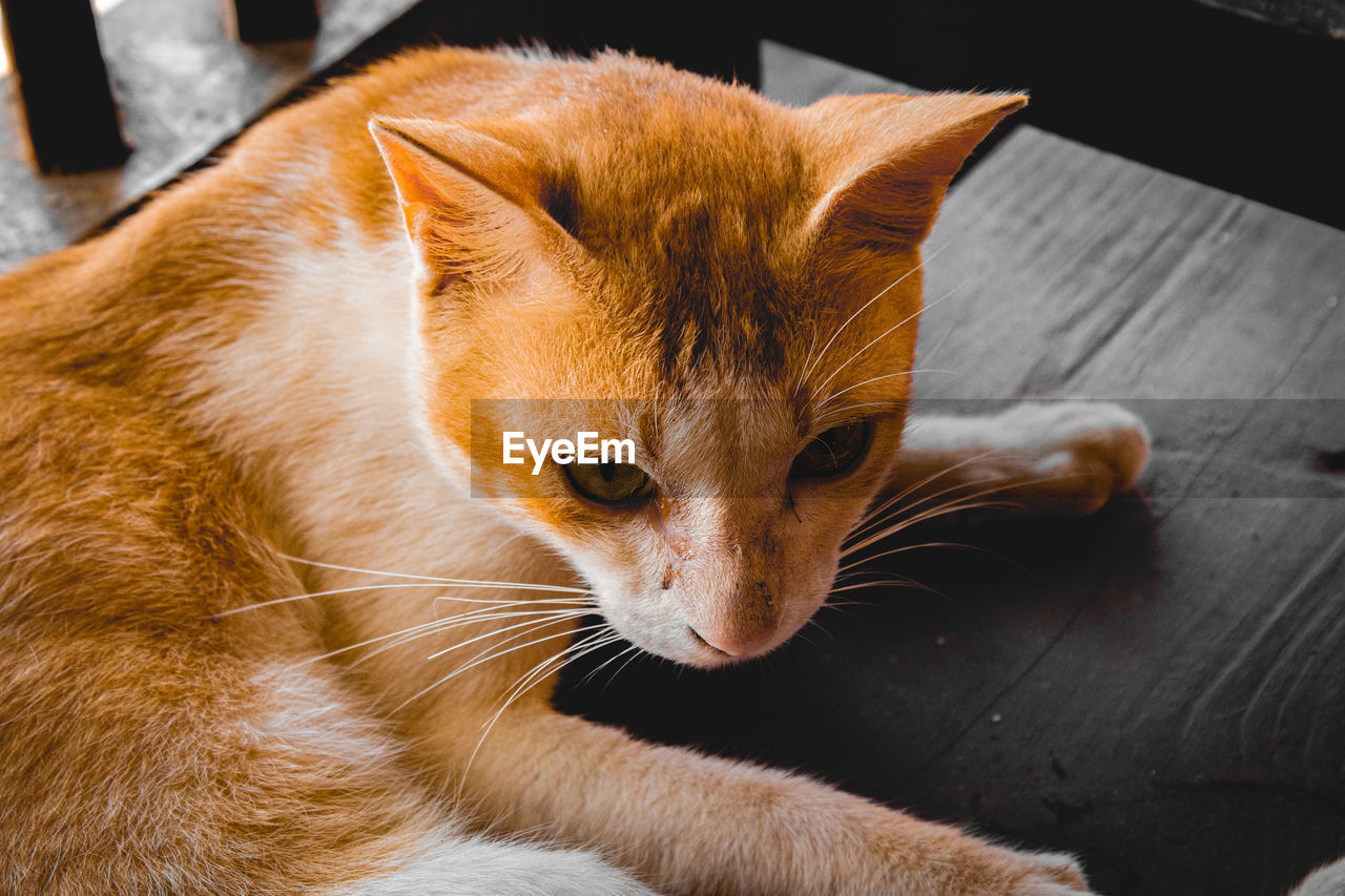 animal, animal themes, mammal, cat, pet, one animal, domestic animals, domestic cat, feline, whiskers, animal body part, nose, no people, close-up, portrait, small to medium-sized cats, felidae, relaxation, animal head, animal hair, cute, indoors, looking, looking at camera