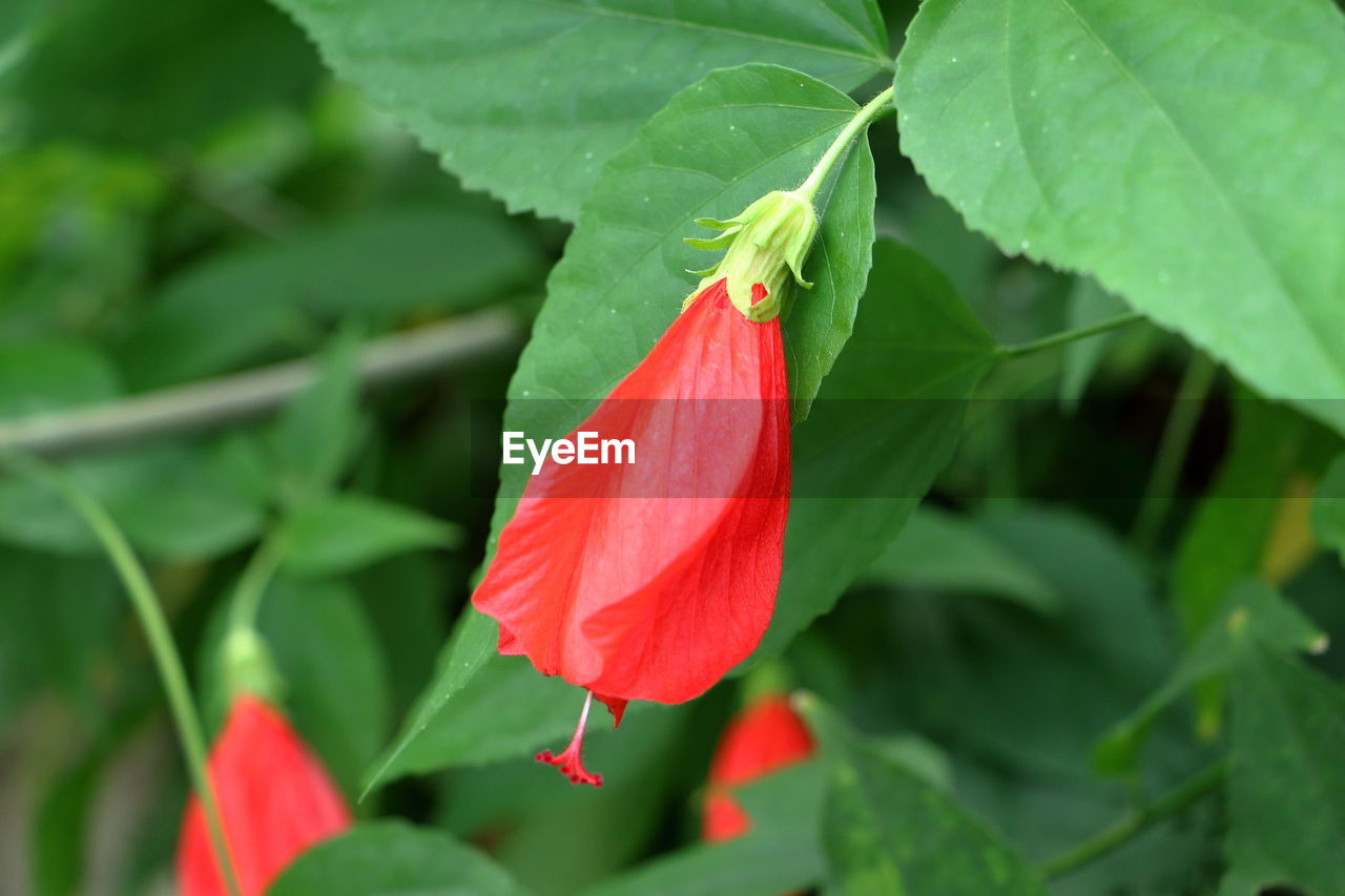 Close-up of red flowering plant