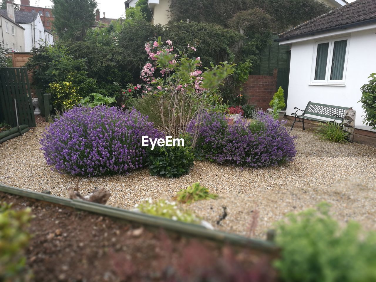 PURPLE FLOWERS IN BACKYARD