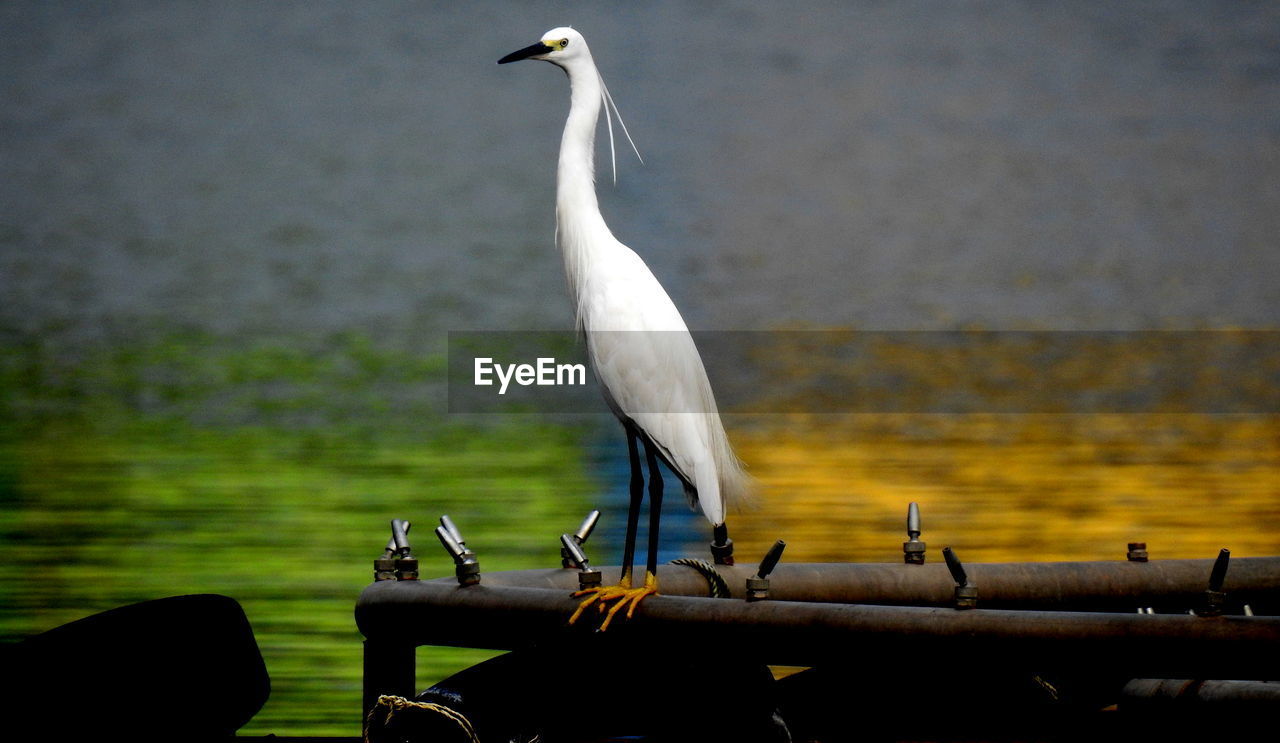 SEAGULL PERCHING ON A RAILING AGAINST THE SEA