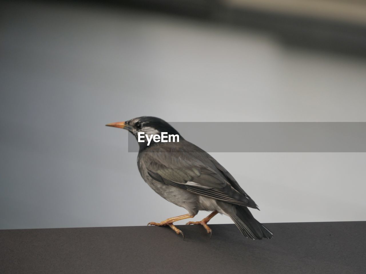 animal themes, bird, animal, animal wildlife, wildlife, one animal, beak, wing, close-up, perching, full length, no people, side view, day, focus on foreground, outdoors, nature, gray
