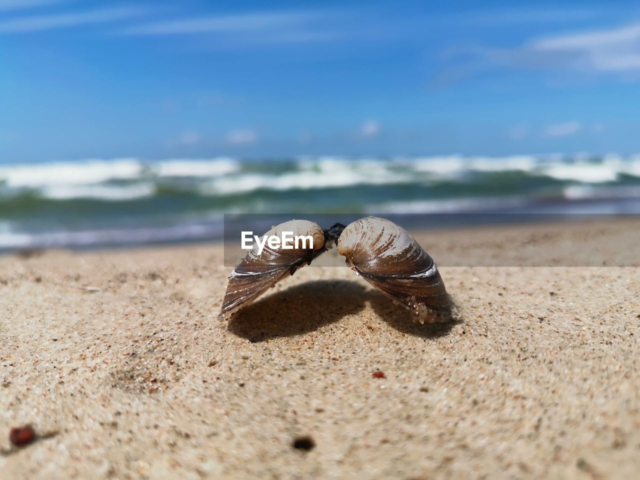 CLOSE-UP OF SHELLS ON BEACH