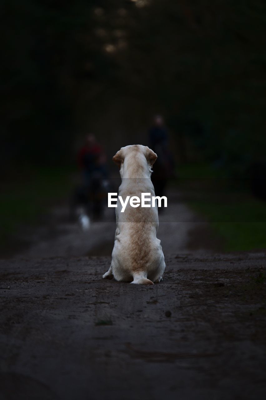 REAR VIEW OF DOG ON ROAD