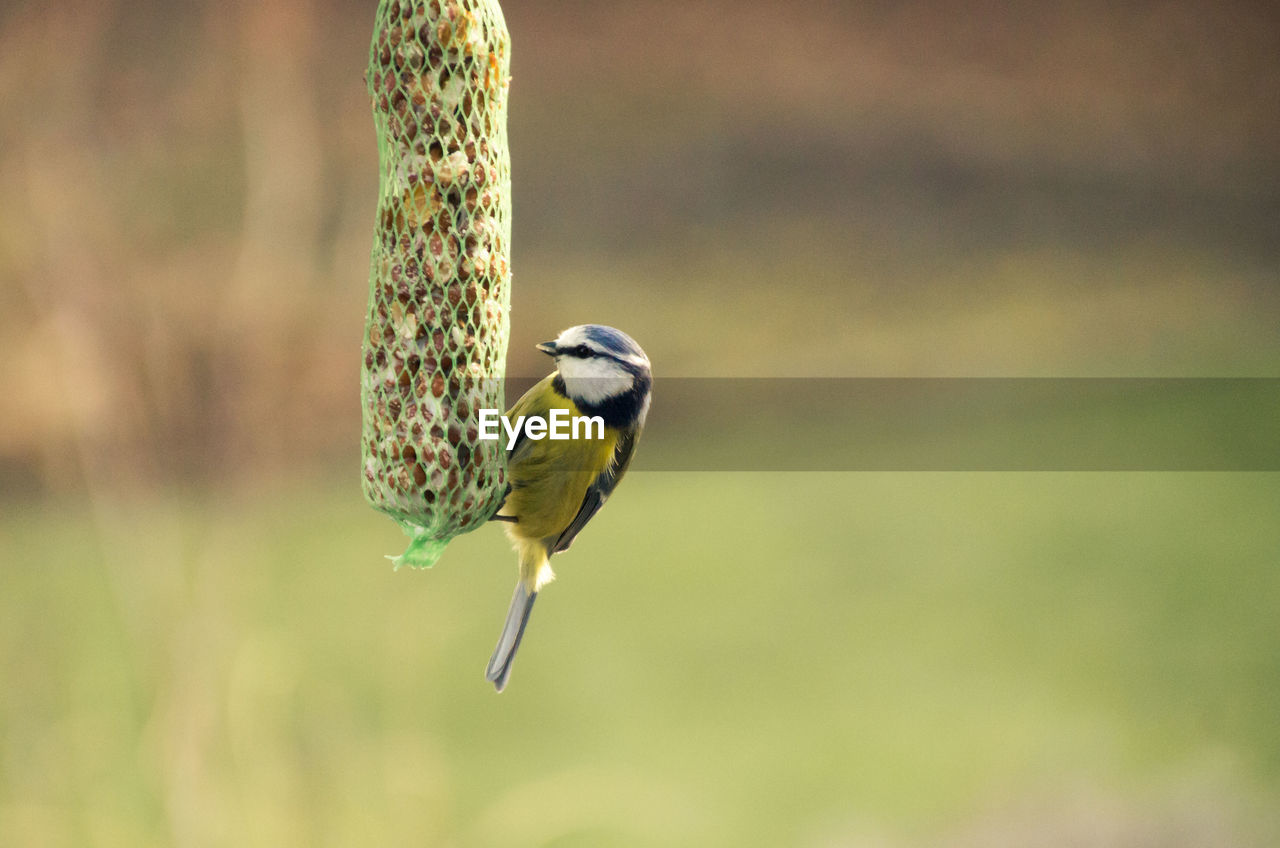 Close-up of bird perching