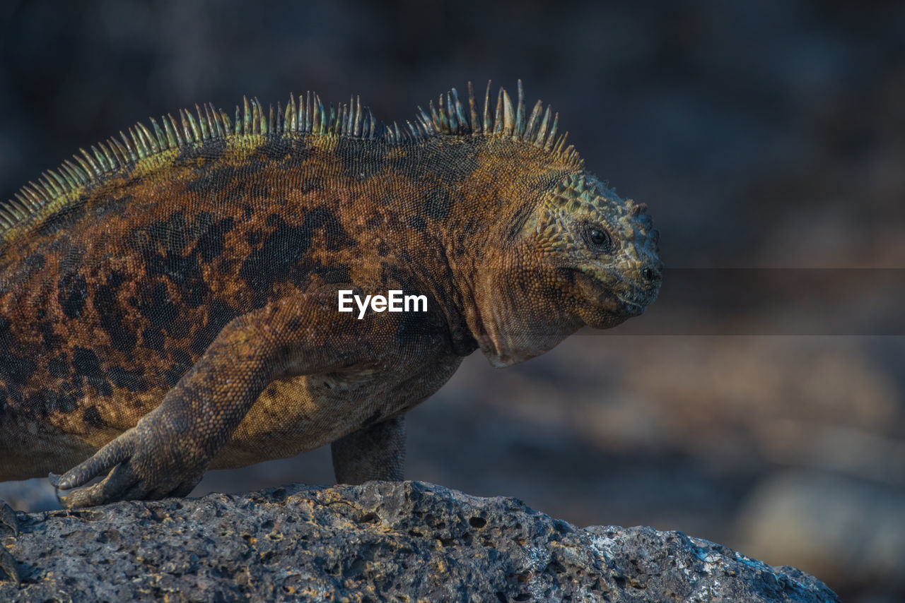 Close-up of iguana