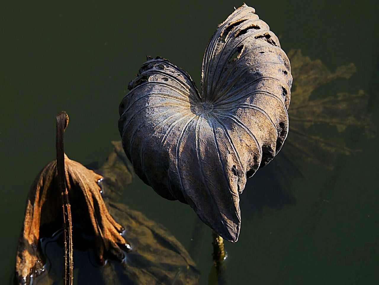 Close-up of dry plant over pond