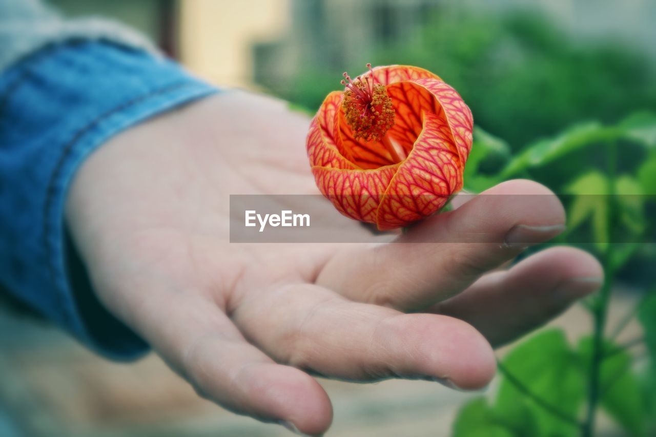 Cropped hand touching red flower blooming outdoors