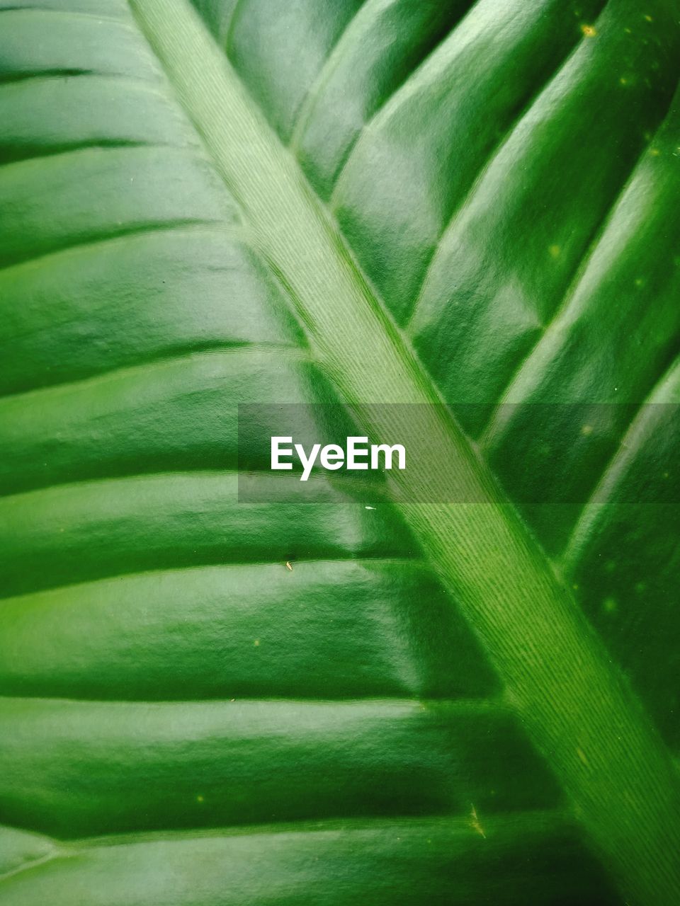 Full frame shot of green leaves