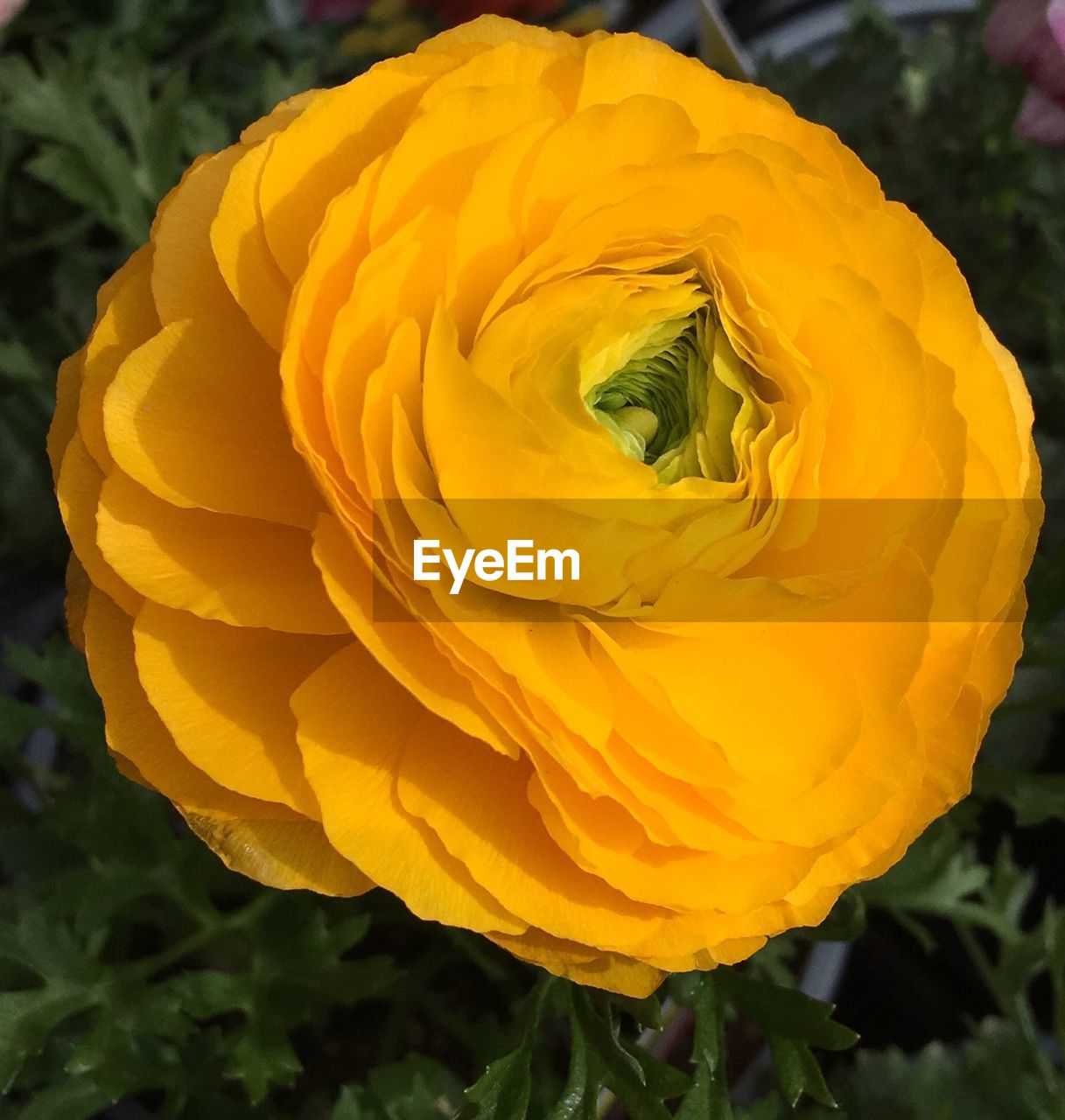 CLOSE-UP OF YELLOW ROSE BLOOMING