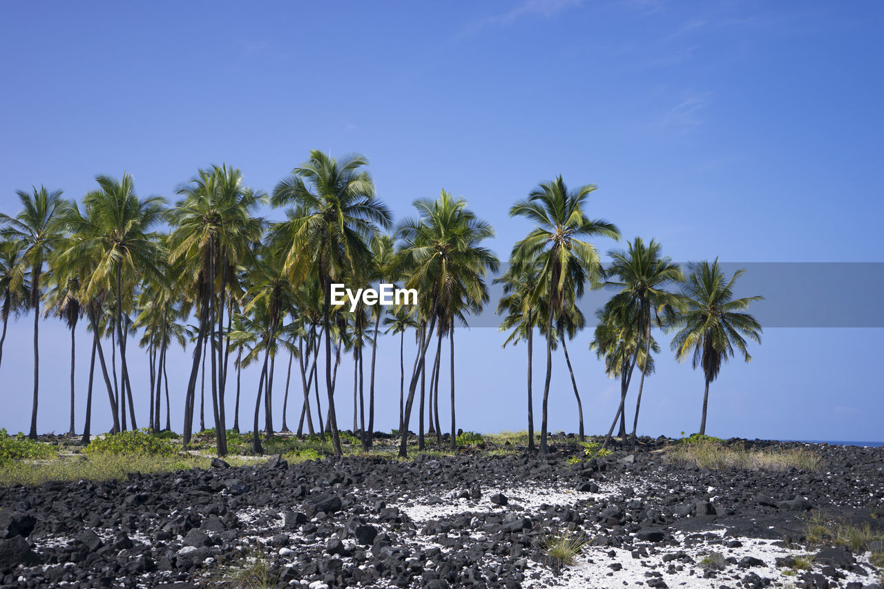 Trees growing on landscape against blue sky