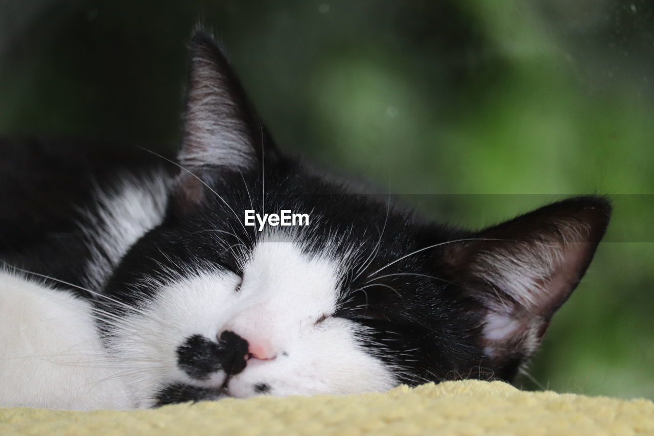 Close-up of cat