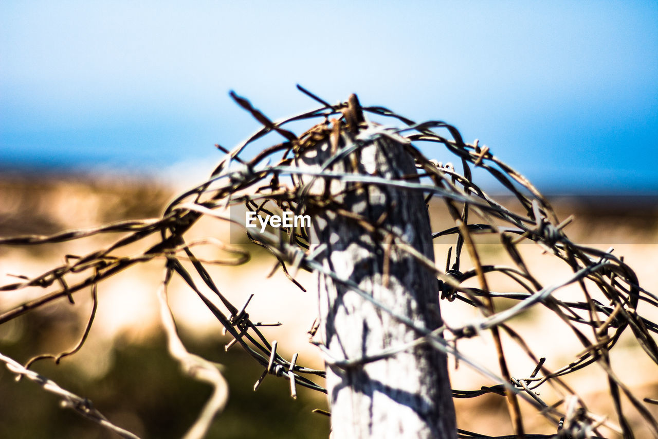 Close-up of insect on branch against sky