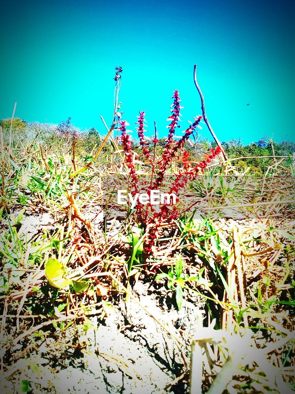 PLANTS GROWING ON FIELD AGAINST SKY