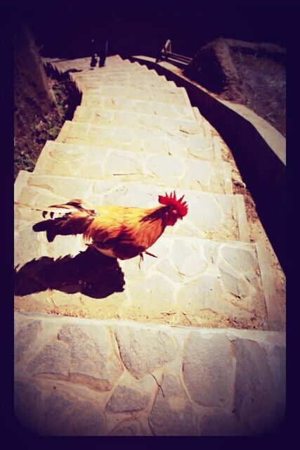 chicken - bird, rooster, bird, livestock, domestic animals, cockerel, animal themes, no people, one animal, outdoors, full length, architecture, day, nature, close-up