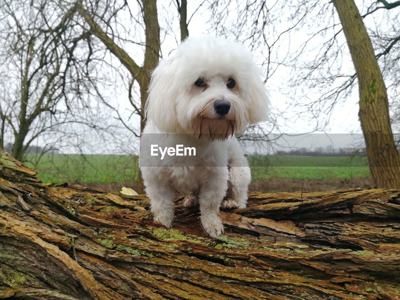 PORTRAIT OF WHITE DOG ON TREE