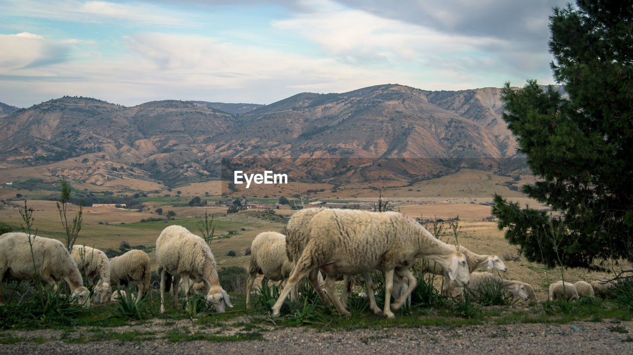 Sheep grazing on field against mountains