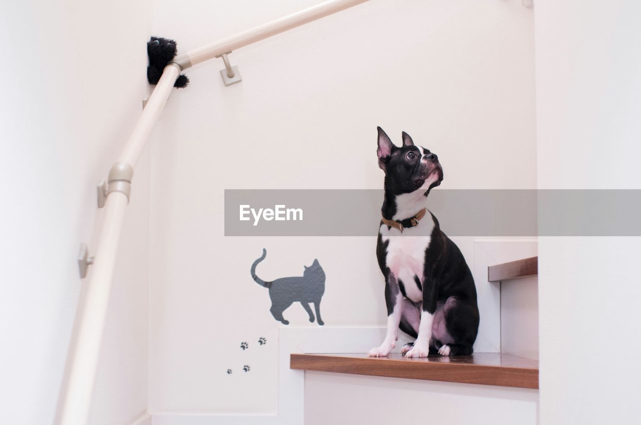 Boston terrier sitting on counter against white wall