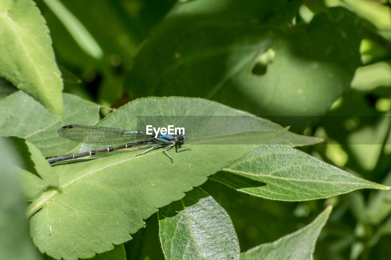 CLOSE-UP OF CATERPILLAR ON LEAF