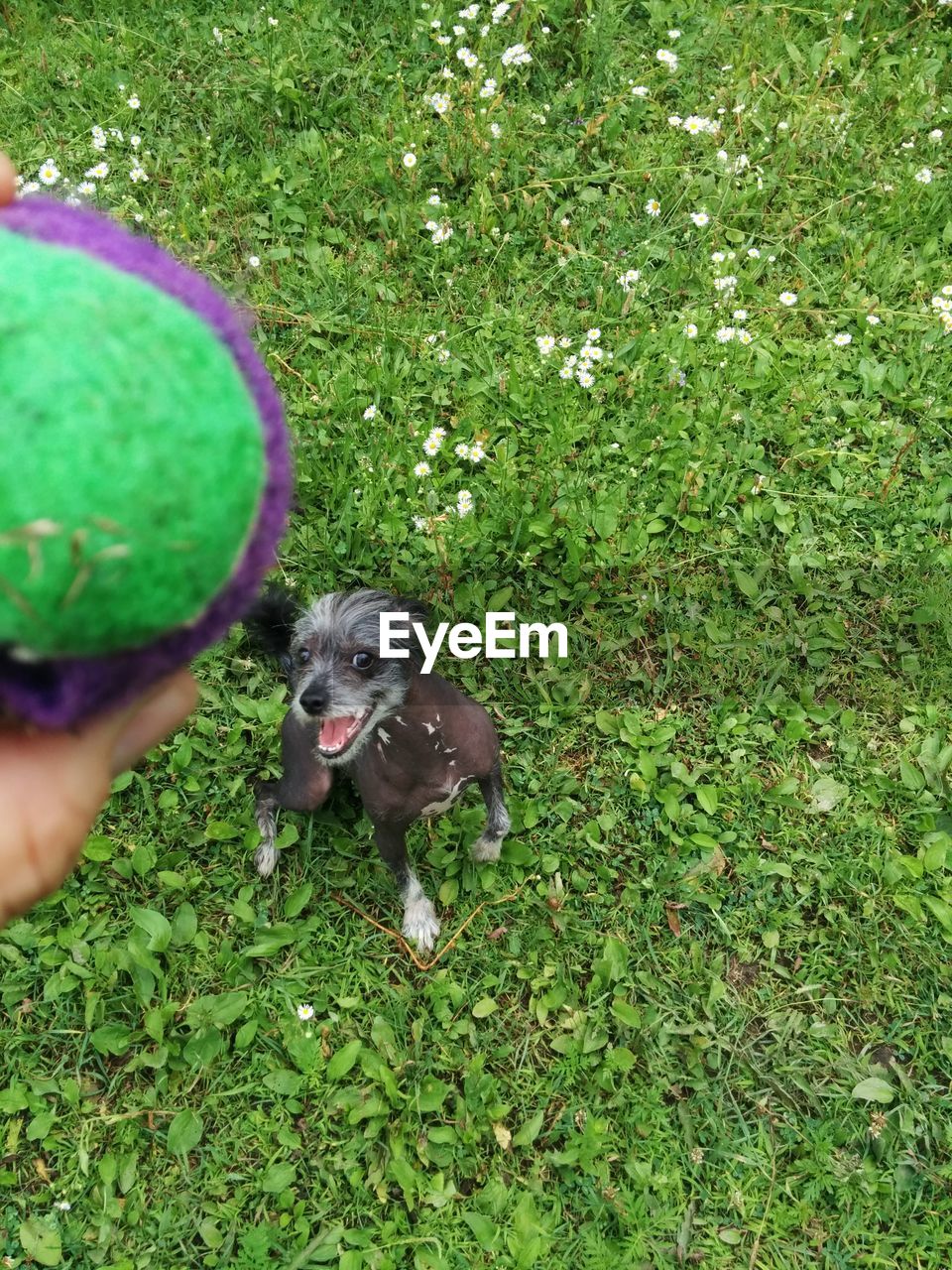 Chinese crested dog looking at ball on field